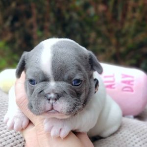 BUY French BullDogs 