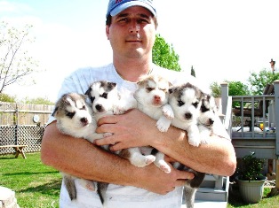 Buy Siberian Husky, order Puppies, husky for sale Buy Siberian Husky, order Puppies, husky for sale