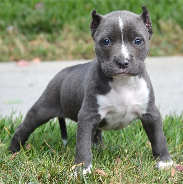 Marvelous Pitbull...