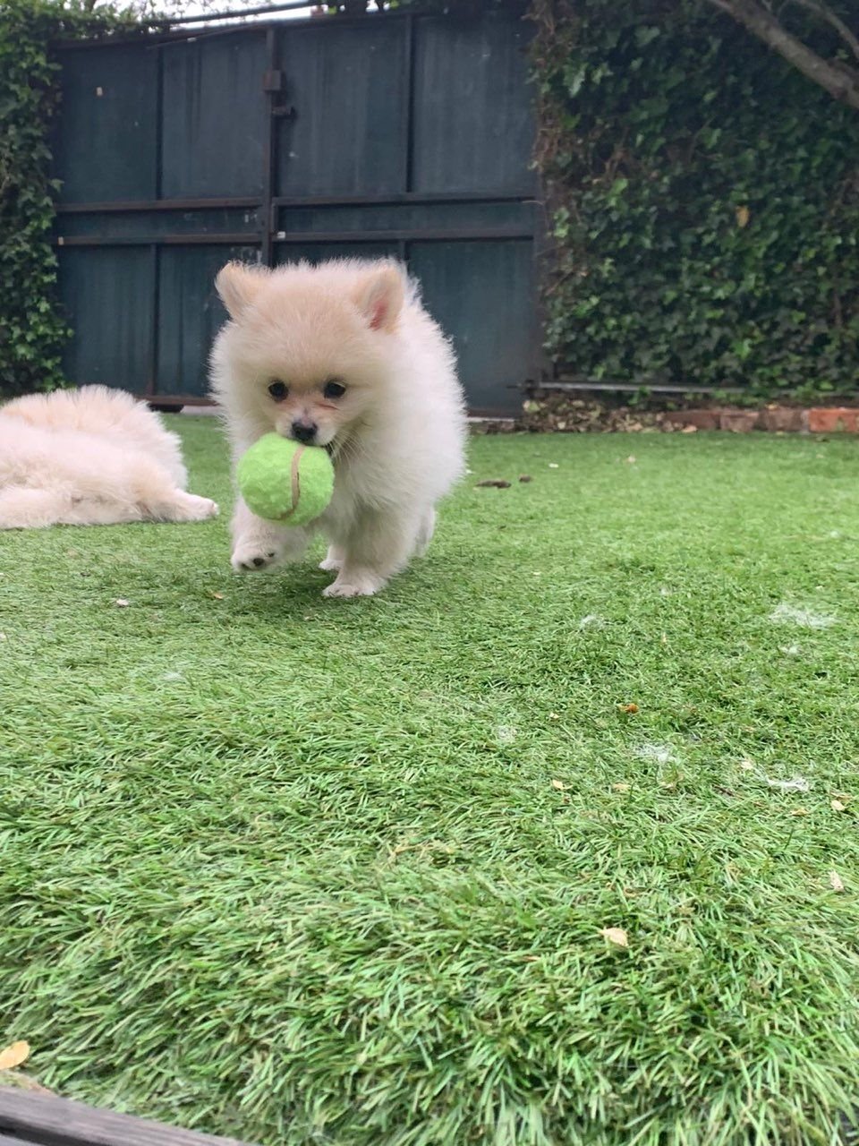 Pomeranian Puppy for Sale Pomeranian Puppy for Sale