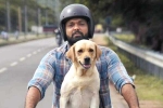 777 Charlie review, Rakshit Shetty 777 Charlie movie review, 777 charlie movie review rating story cast and crew, Wtf