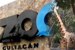 Culiacan Zoo, Mexico’s Association of Zoos, animals abandoned during coronavirus lockdown are rescued by a zoo in mexico, Mamma