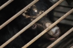 Tan Re Qing, bear bile, bear bile touted as a potent coronavirus treatment by china, Bear bile