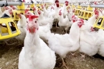 Bird flu breaking, Bird flu loss, bird flu outbreak in the usa triggers doubts, Raw