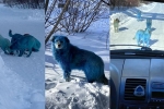 Russia, Russia, bright blue stray dogs found in russia, Prank