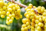 Amla new breaking, Amla benefits, ten health benefits of consuming amla, Galli