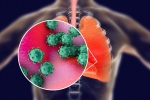 proteins, coronavirus, new studies explain how the coronavirus enters our body, Body organs