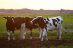 Nagur, cow therapy in ayurvedic, cow urine can cure cancer says nagpur institute, Cow dung