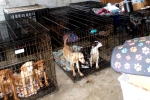 Dog Meat, Dog Meat consumption, consuming dog meat is a right of consumer choice, Dog meat