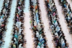 pct humanity, Indian expat based PCT humanity, dubai based charity pct humanity run by indian expat enters guinness world records for holding longest iftar, Ramzan