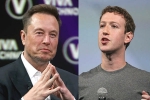 Elon Musk Vs Mark Zuckerberg updates, Elon Musk Vs Mark Zuckerberg breaking, elon musk vs mark zuckerberg rivalry, Walrus