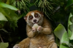 Slow lorises, Red list, cute but deadly the critically endangered slow lorises, Extinct