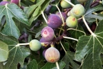 Figs rich in, Figs, are figs really vegetarian or non vegetarian, Vegan