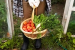 Fruits, Fruits and Veggies growth, fruits and veggies that are easy to grow at home, Mangoes