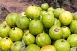 Guava good for health, Guava bad for diabetics, who should be careful with guava, Summer Guava good for health, Guava bad for diabetics, who should be careful with guava, Summer