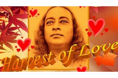 Harvest of Love 2020 Harvest of Love 2020