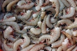 Shrimp, Indian Shrimp, indian shrimp faces threat of ban in u s, Indian shrimp