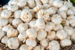 Garlic Vs Mosquito Repellent research, Garlic Vs Mosquito Repellent facts, is garlic a mosquito repellent, Invest