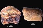 Hybodont Sharks in India, Hybodont Sharks breaking news, new species of jurassic age hybodont shark discovered in rajasthan, Bajpai