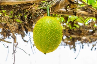 This Miraculous Plant can Neutralise Snake Venom in Minutes This Miraculous Plant can Neutralise Snake Venom in Minutes