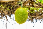 Snake Venom in minutes, Snake Venom, this miraculous plant can neutralise snake venom in minutes, Garden