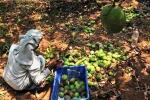 Mango Growers, Nipah, nipah effect mango growers in karnataka faces tough time in export, Nipah effect