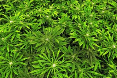 Maryland medical marijuana panel hires diversity consultant!