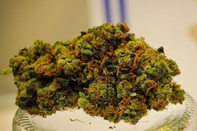 Medical Marijuana License Delayed in Maryland