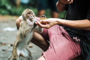 What to do after a Monkey Bite?