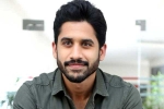 Naga Chaitanya upcoming projects, Naga Chaitanya new flms, naga chaitanya coming up with a strong lineup of films, Soggade chinni nayana