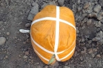 Amritsar, Pakistani Drone shot, pakistani drone was seized in amristar for smuggling 5 5kg heroin, Amritsar