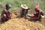 how do potatoes grow, pepsico sue potato farmers, pepsico case potato farmers in gujarat seek compensation for harassment, Pepsico