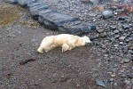Polar Bear In Iceland updates, Polar Bear In Iceland latest breaking, polar bear appears in iceland for the first time in 8 years, Scientists