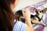 Rabies medication, Rabies experts, why is rabies deadly what to do after a bite, Kids