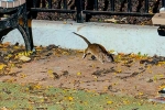 Mayor concern on New York rodents, Mayor concern on New York rodents, must experience trend in new york city, Running