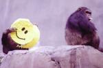 Science, Science, smiles originated 30 million years ago, Express feelings