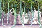 Snake Gourd, Snake Gourd latest, advantages of eating snake gourd, Food cravings