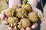 Sprouted Potatoes problems, Sprouted Potatoes advantages, what happens when you eat sprouted potatoes, Stomach Sprouted Potatoes problems, Sprouted Potatoes advantages, what happens when you eat sprouted potatoes, Stomach