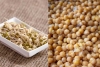 Sprouts vs Boiled Chana for Weight Loss