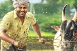 Sreekaram expectations, Priyanka Arul Mohan, sharwanand s sreekaram trailer released, Sreekaram