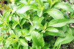 Stevia new updates, Stevia consumption, is consuming stevia bad for blood sugar levels, Stevia Stevia new updates, Stevia consumption, is consuming stevia bad for blood sugar levels, Stevia