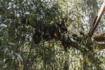 nipah virus, ICMR, study shows coronavirus presence in two indian bats icmr study, Indian researchers