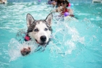 Dog Fitness research, Dog Fitness swimming, how can swimming boost your dog s fitness, Dogs