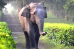 unique identification number, elephants, tamed elephants in india to get unique identification numbers like aadhar, Chilli powder