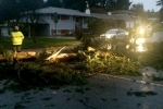 Maryland Top Story, Investigators, toddler killed when tree fell on him accidentally, Top story
