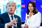 trump slams tulsi gabbard, trump supporting Al-Qaeda, trump slams tulsi gabbard for alleging that he supports al qaeda, Hawaii