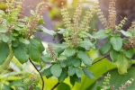 tulsi for dandruff, how to use tulsi for hair, tulsi for skin how this indian herb helps in making your skin acne free glowing, Toner