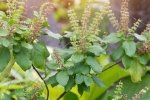 tulsi for acne free skin, tulsi for acne free skin, tulsi for skin how this indian herb helps in making your skin acne free glowing, Skin diseases tulsi for acne free skin, tulsi for acne free skin, tulsi for skin how this indian herb helps in making your skin acne free glowing, Skin diseases