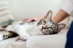 United states, new york, two pet cats in new york test positive for covid 19, Pet cats