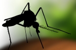 West Nile Virus, Maryland, maryland health department confirms state s first west nile virus case this year, West nile virus
